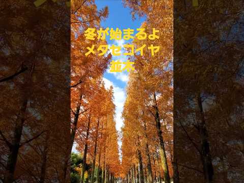 冬が始まるよ(槇原敬之)からメタセコイヤ並木2024 #music #紅葉 #song #癒し #osaka #槇原敬之 #winter  #紅葉 #癒し #花博記念公園 #メタセコイア