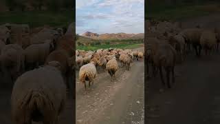 Unbelievable Shepherd Life in 2025: Herding Sheeps in Stunning Nature Paradise!