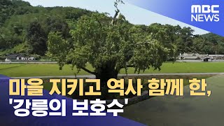 마을 지키고 역사 함께 한, '강릉의 보호수' (2024.08.15/뉴스데스크/MBC강원영동)