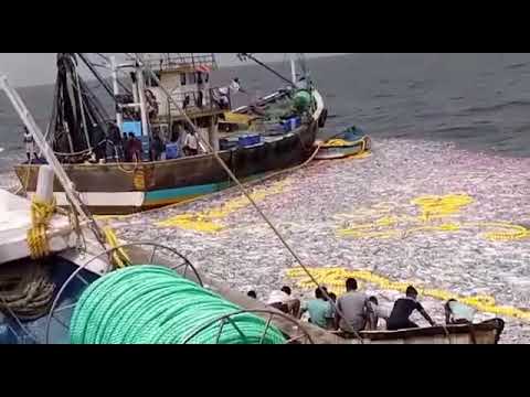 Hairtail fish II big Vakati masa II मोठा वाकटी मासा