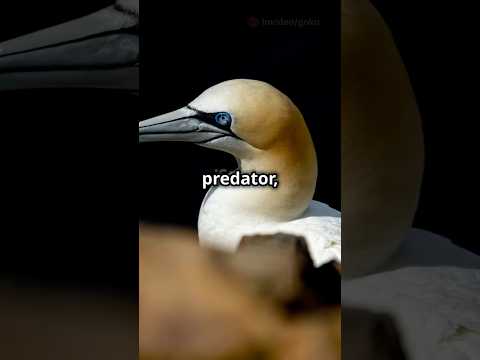 Find out? | Predators of the Animal Kingdom-Part 01 #shorts