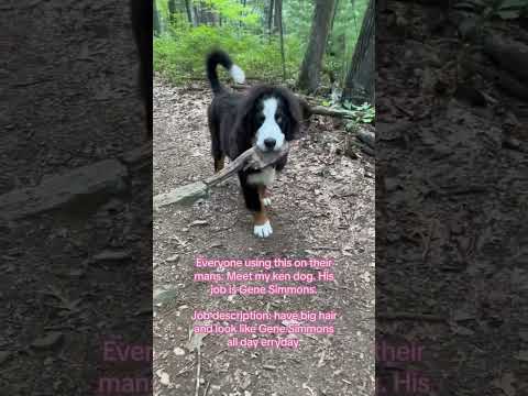 Bernese Mountain Dog Puppy Funny Video