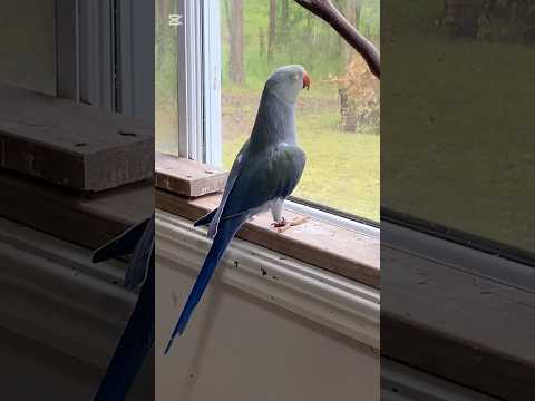 🐦#indiaringneck #parrottalking #talkingparrot #talkingbirds #petshorts #shorts #birdshorts #socute