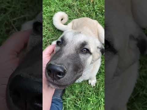 We love our NEW Livestock Guardian Pups!