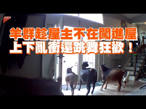 羊群趁屋主不在闖進屋 上下亂衝還跳舞狂歡！｜寵物動物｜搞笑｜搗蛋