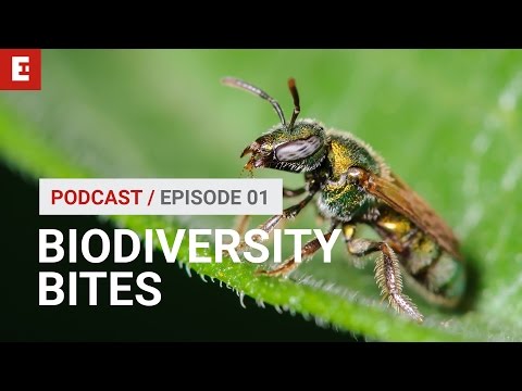 Podcast Episode 01: Biodiversity Bites