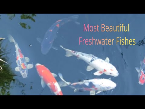 Most Beautiful Fishes🐠🐋🐟discovery#duck|beautiful fishes| Colourful fishes #naturediscovery #aquarium