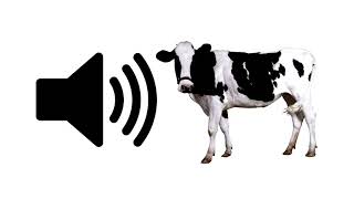 Cow Moo - Sound Effect | ProSounds