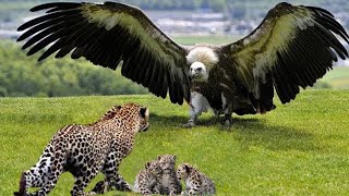 Eagle Vs Leopard Epic Battle! The Eagle's Revenge When The Leopard Invades Its Territory