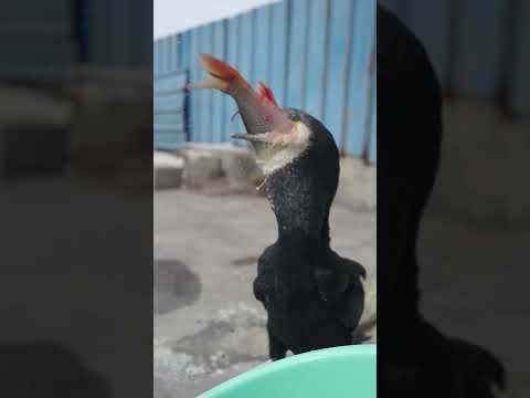 Watch a cormorant swallow a fish #birds #cormorant #animals