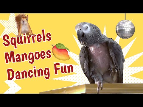 Einstein Chats About Squirrels, Mangoes, and Dancing Fun!