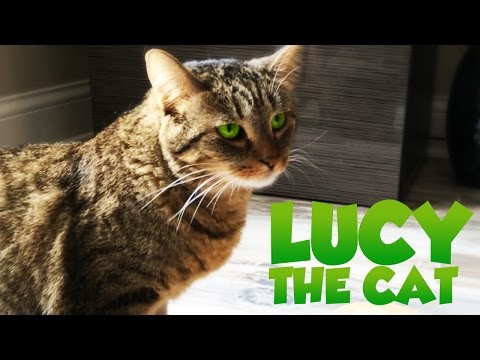 Lucy The Cat Uses 100% Of Her Brain (Lucy Movie Parody)