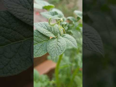 Green Mantis found on the potato plant leaves (S-137) #shorts #youtubeshorts #mantis #garden