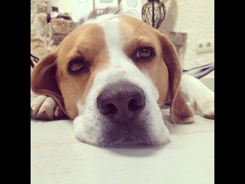 Funny Beagle