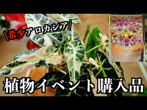 【植物購入品紹介】秋のオーキッド＆ボタニカルフェア2024｜斑入りアロカシア｜蟻植物