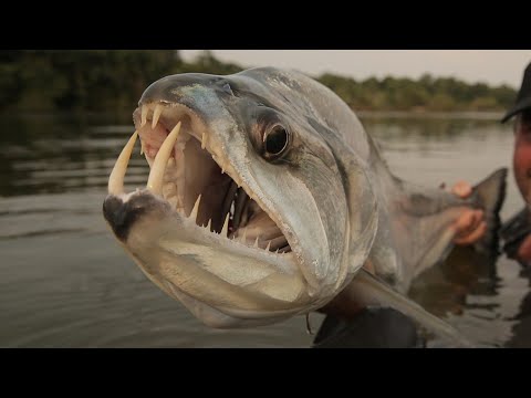 Facts: The Payara (Vampire Fish)