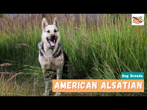 American Alsatian: Everything You Should Know About This Family Dog!