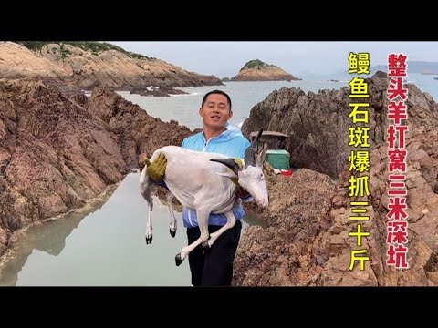 【阿向趕海】 整羊打窩 石斑黑鯛瘋狂聚窩 艱難制服群鰻 魚獲爆桶大賣2000元