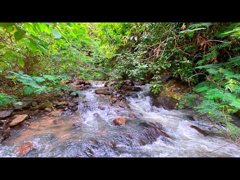 Rushing Water Stream Flowing Over Rocks in a Forest River That Washes Away Stress for Instant Sleep