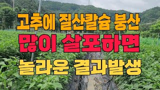 질산칼슘과 붕산을 고추에 살포했더니 충격적인 놀라운 결과가 발생합니다.