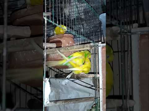 live budgies parrot mating in front of camera😍 #budgiesmating #mating #breeding