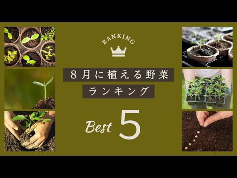 初心者向け！8月に植えるおすすめの野菜ベスト5