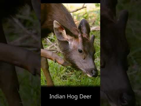 Hog Deer from Wilpattu National Park, in Sri Lanka