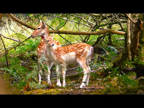 FALLOW DEER Rut 2024 👀 Doe with Fawn 👀💗 Hiding from any Bucks.