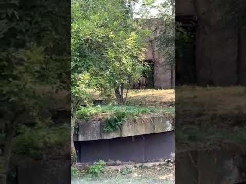 Lion walking #lion #zoo #london #india #nationalpark #ytshorts @vichethediamonds #