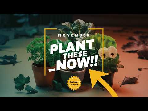 Easy-to-Grow Plants for Beginners to Grow in November