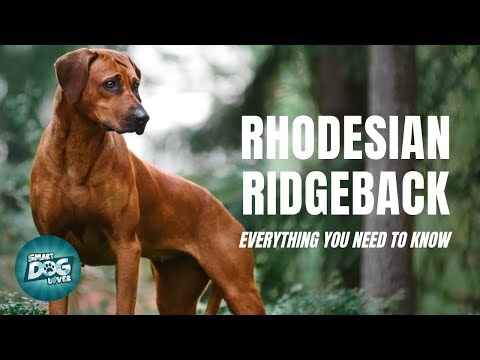 Rhodesian Ridgeback Dog Breed Guide | Dogs 101