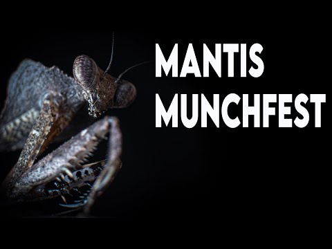 HUNGRY MANTIS MENAGERIE!  [FEEDING]