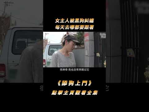 女子天天被流浪狗尾隨，本以為要求收養，沒想居然是上門認親#shorts