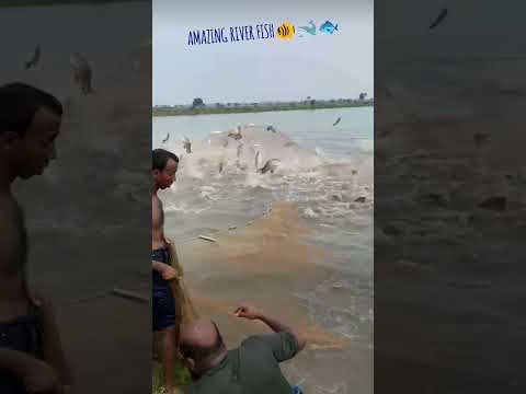 Ganga river big fish #fishing #shortvideo #fish #shortvideo #shorts #ytshorts #gangariver #india