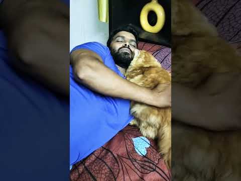 cheeku loves daddy#cat #catlover