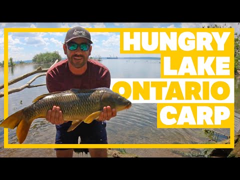 Short But Productive Carp Fishing Session - Canadian Carp Fishing