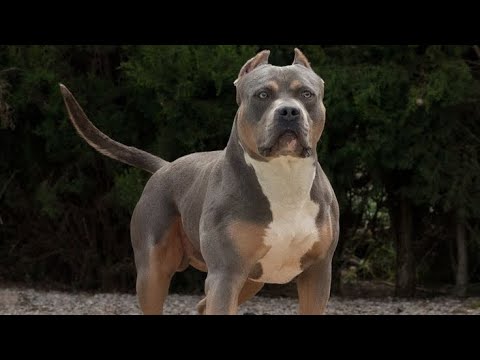 How to know if you have a REAL American bully!