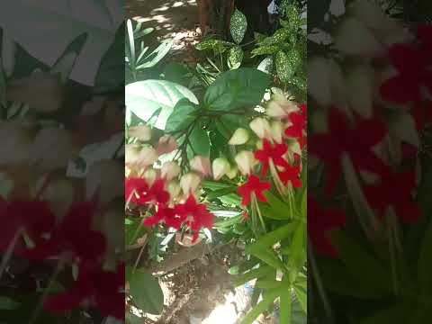 Video Flower Collection: Guess the name of the plant