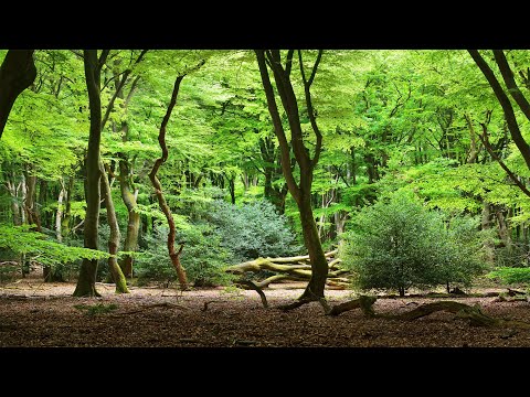 마음이 차분해지는 힐링음악🌲하루10분 만병을 치료 해주는 힐링 명상 기치료 음악 및 영상 - 아침음악, 힐링음악, 명상음악, 스트레스해소음악