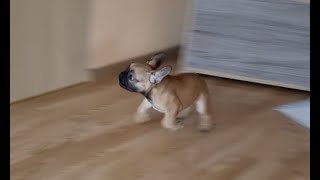 my puppy has crazy zoomies