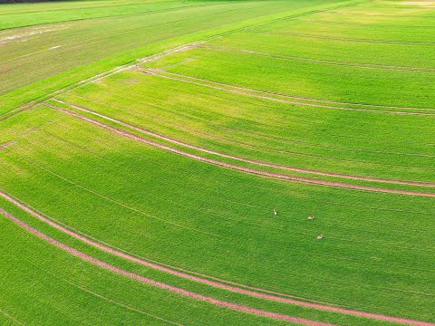 Wildlife observation - DJI mini 3 pro