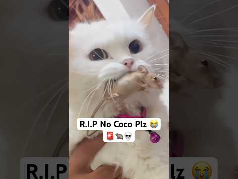 R.I.P 🚨😭 Coco killer is back #shorts #dog #husky #cat | Review reloaded