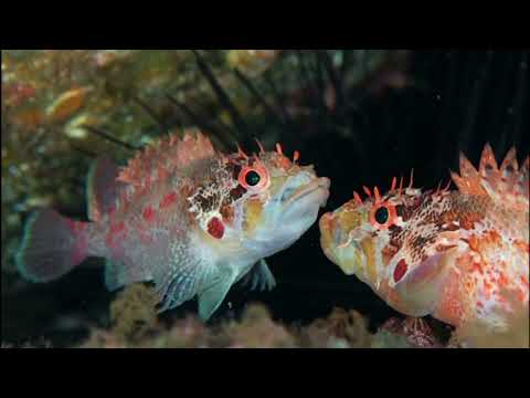 Facts: The Cheekspot Scorpionfish