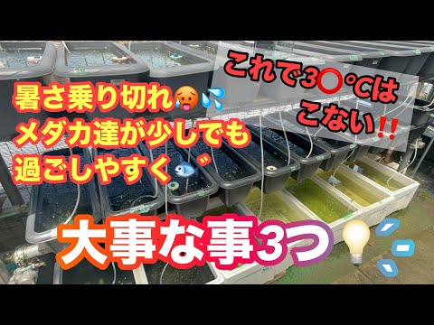 (メダカ)８月間近！猛暑をのりきる為に大事な3つ！メダカが快適にすごせるように♬