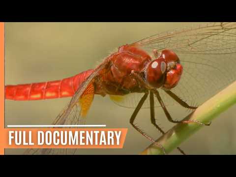 Tiny Titans: Exploring the Microscopic World And The Hidden Details of Nature | Full Documentary