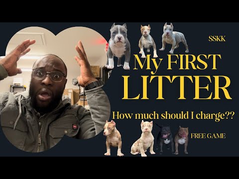 🤔 How Much To Charge For My FIRST LITTER Of Puppies??