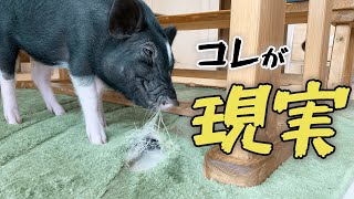 マイクロブタを実際に飼ってみたらこんな感じだった