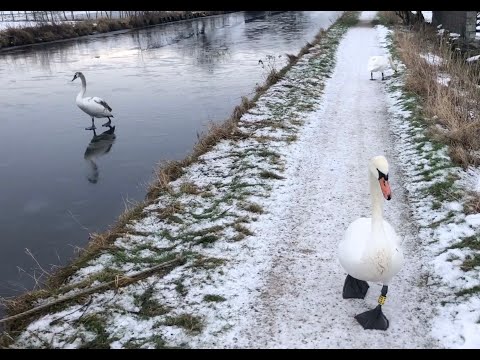 Swans take a Sunday stroll by icy canal