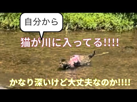 【衝撃映像】水嫌いな猫が自ら川の中に入ってく‼️ cat enters the river 泳ぐ⁉️ペット専用の川　ボードのる⁉️この猫と犬が面白い🤣掴み取りも‼️#保護猫 #覚醒#おもしろい動画