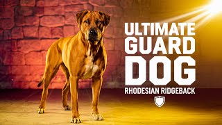 Meet the Rhodesian Ridgeback : The Ultimate Guard Dog for Protection!